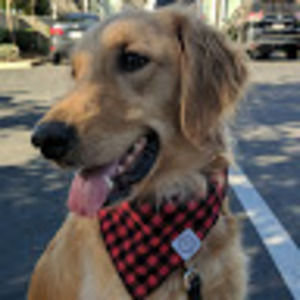 Meet your Posher, Dani